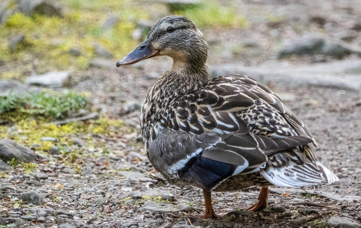 Mallard - Matt M.