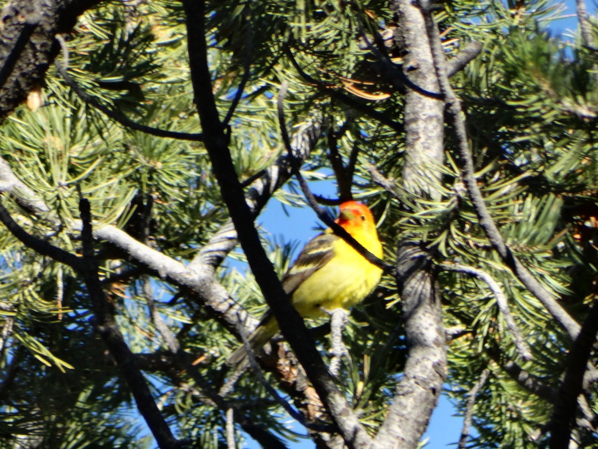 Western Tanager - Ciara Kelly