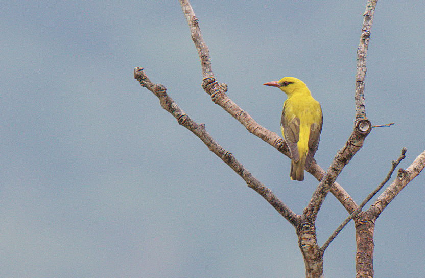 Indian Golden Oriole - Fareed Mohmed