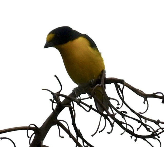 Yellow-throated Euphonia - Nancy Blaze