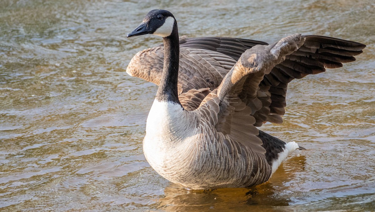 Canada Goose - Matt M.