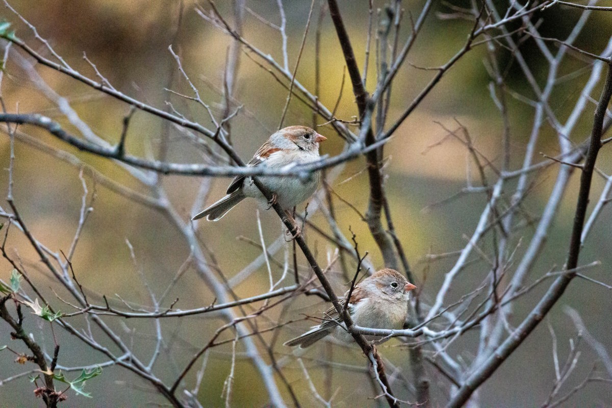 Field Sparrow - William Clark