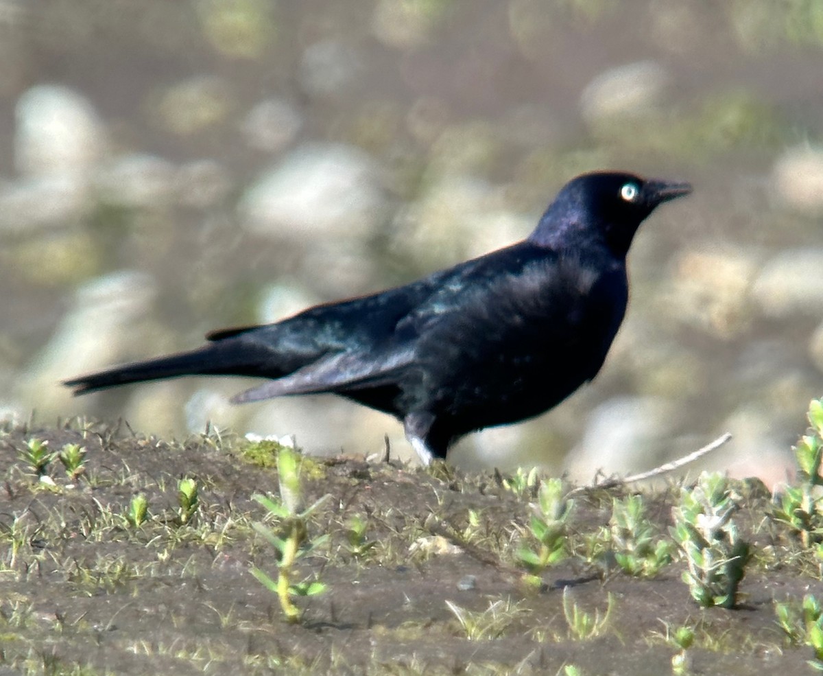 Brewer's Blackbird - John Field