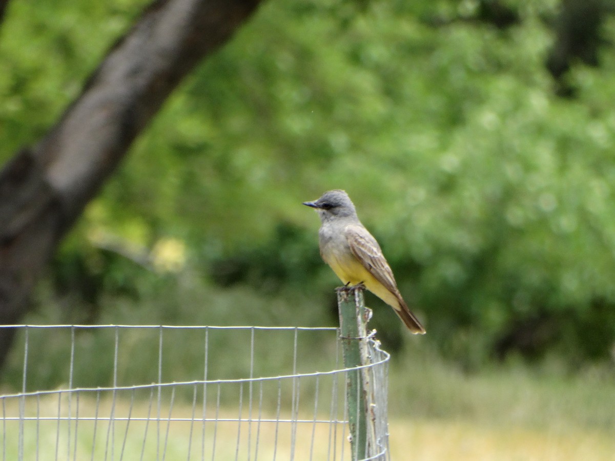 Western Kingbird - Ciara Kelly