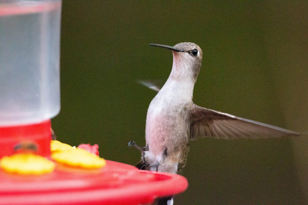 Black-chinned Hummingbird - William Clark