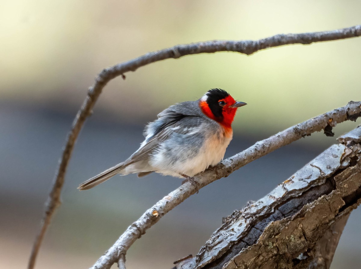 Red-faced Warbler - Eric Bodker