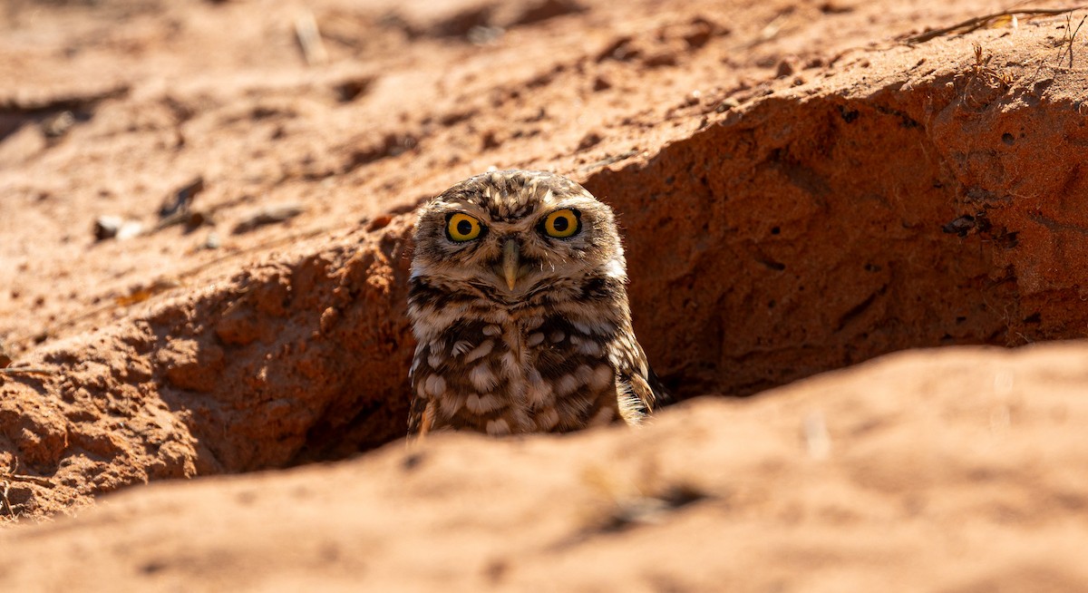 Burrowing Owl - Xavier Munoz Neblina Forest.