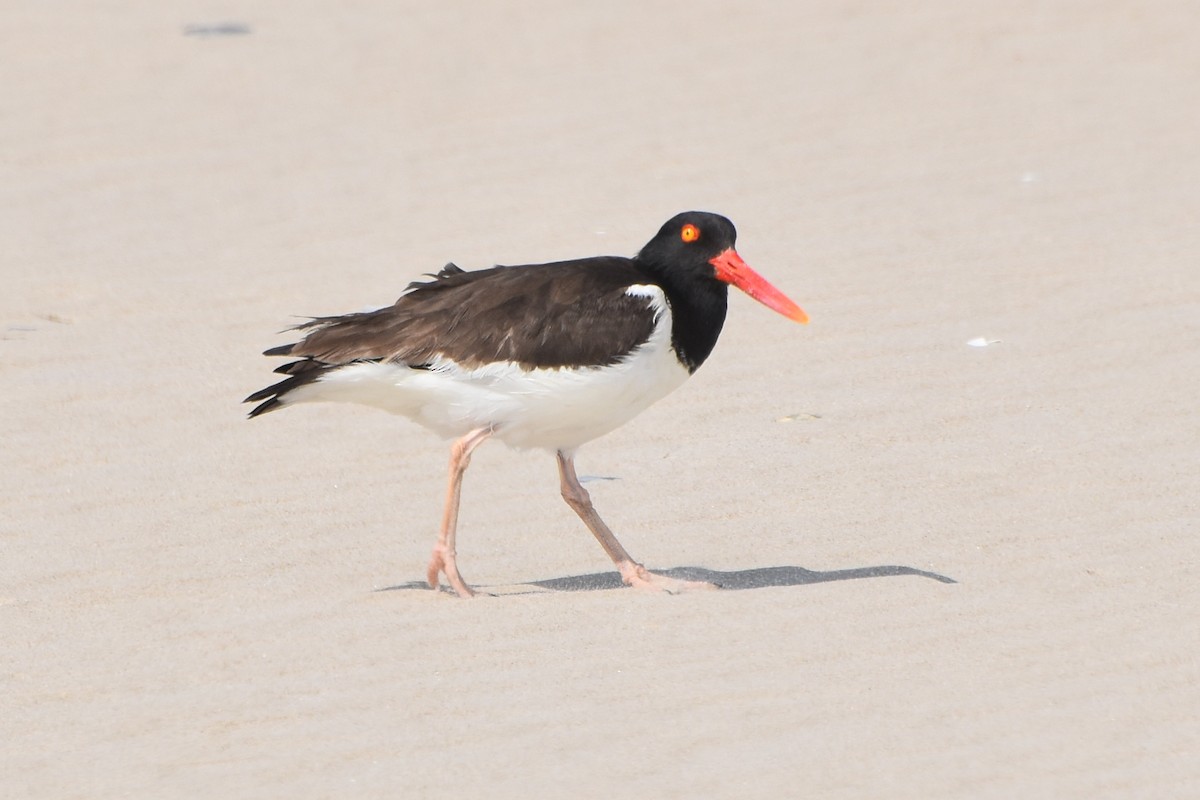 American Oystercatcher - stephen johnson  🦜