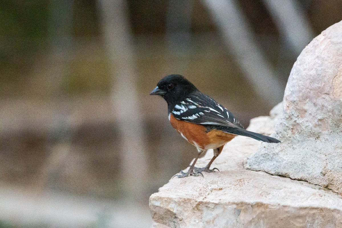 Spotted Towhee - William Clark