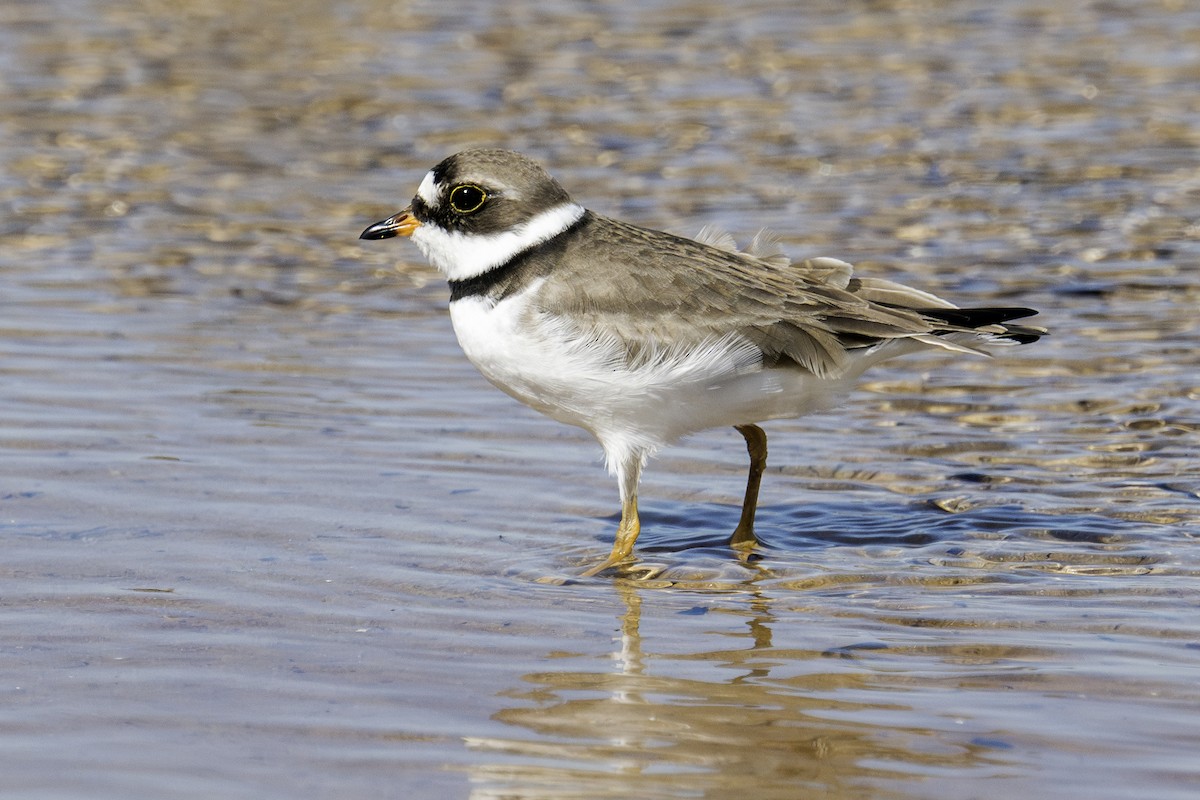 Semipalmated Plover - Barry Bruns