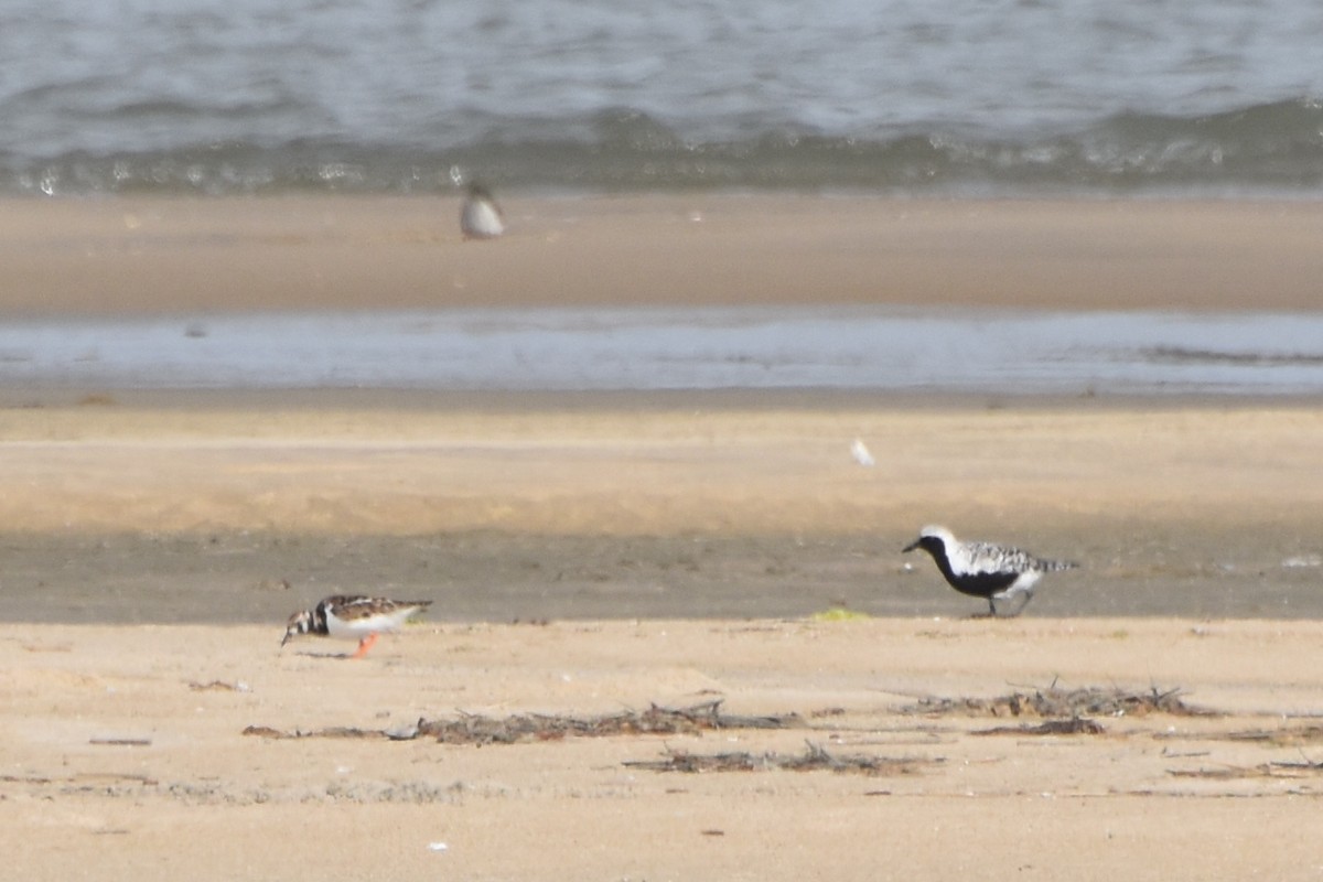 Black-bellied Plover - stephen johnson  🦜