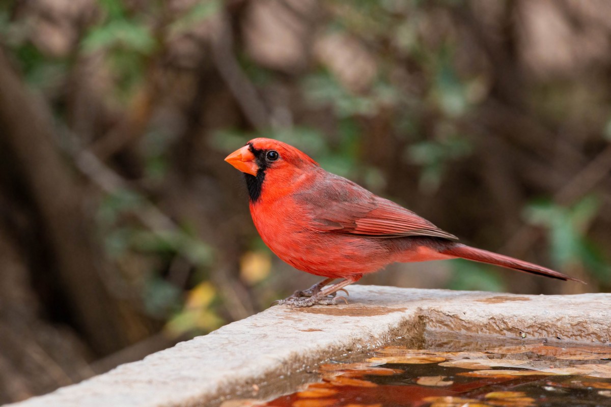 Northern Cardinal - William Clark