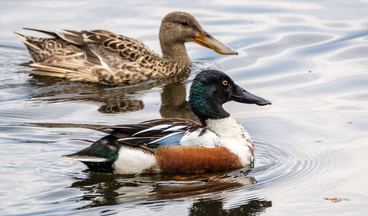 Northern Shoveler - Matt M.