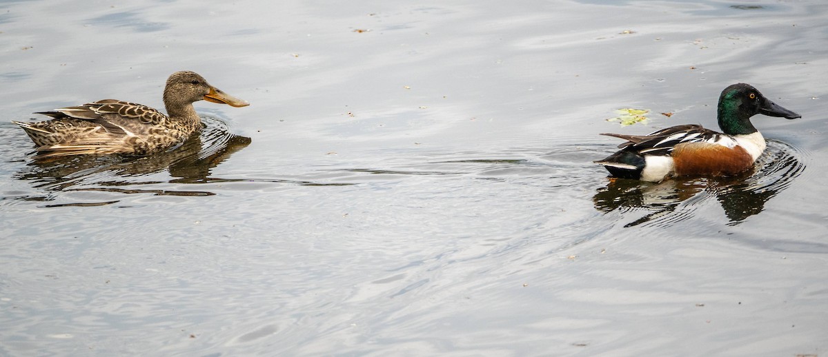 Northern Shoveler - Matt M.