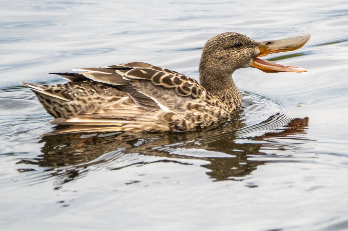 Northern Shoveler - Matt M.