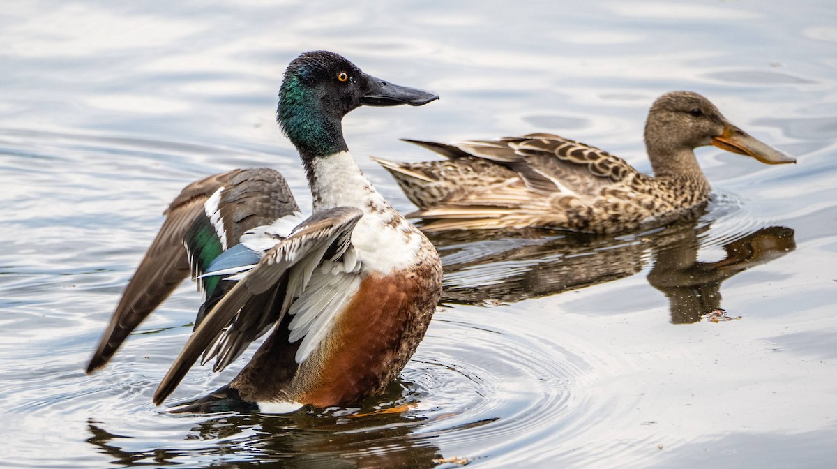 Northern Shoveler - Matt M.