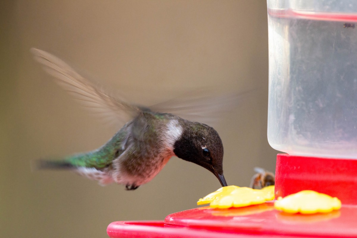 Black-chinned Hummingbird - William Clark