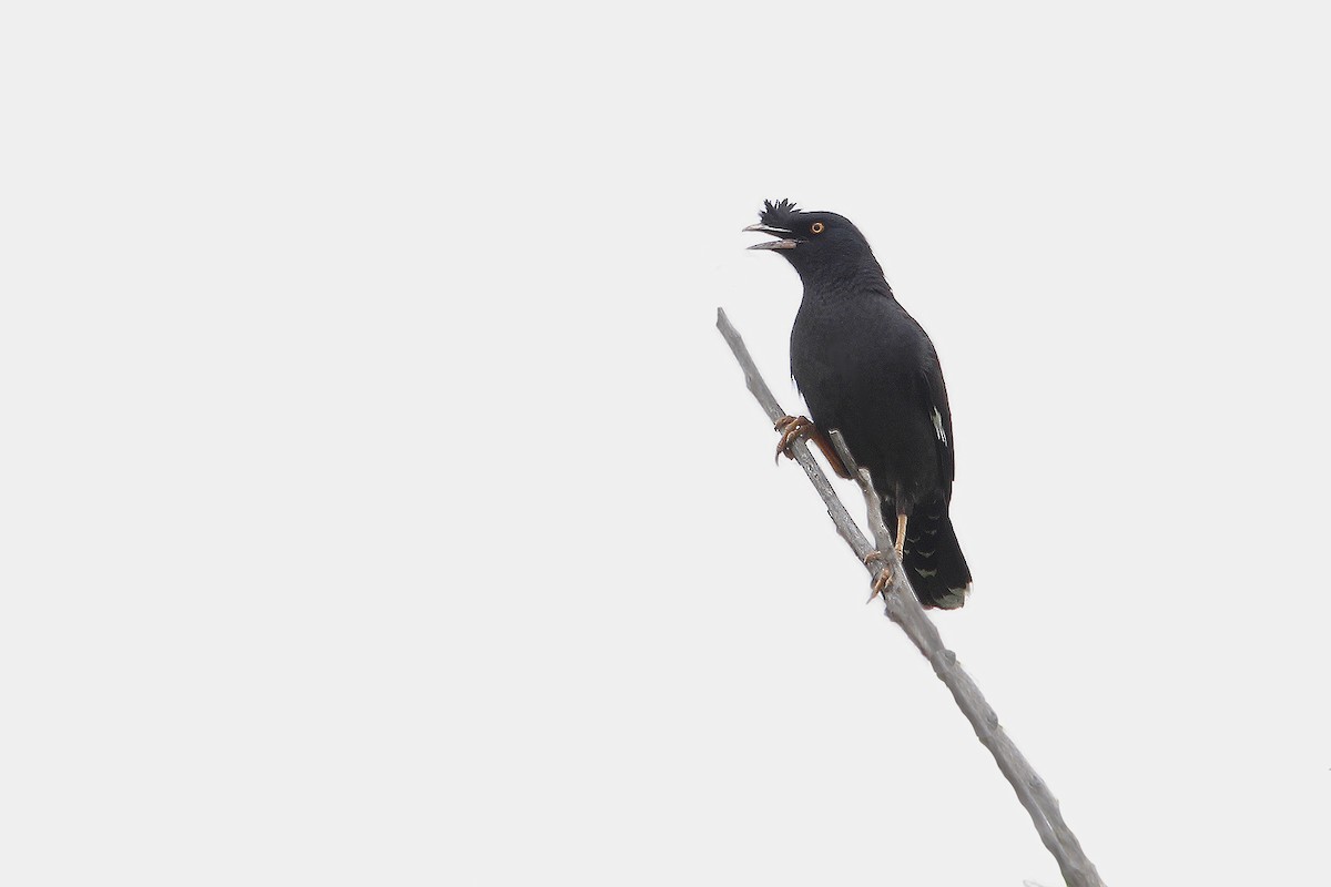 Crested Myna - Adrián Braidotti