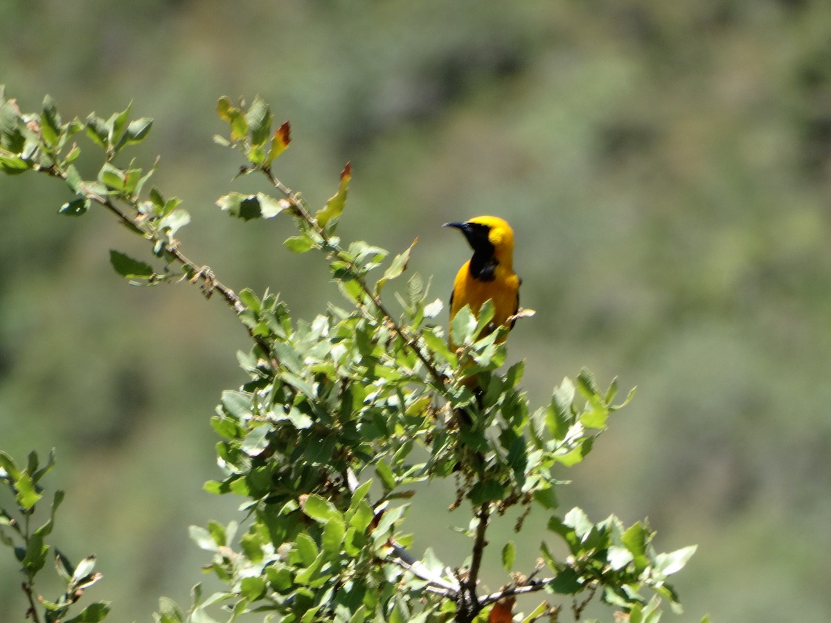 Hooded Oriole - ML619508662