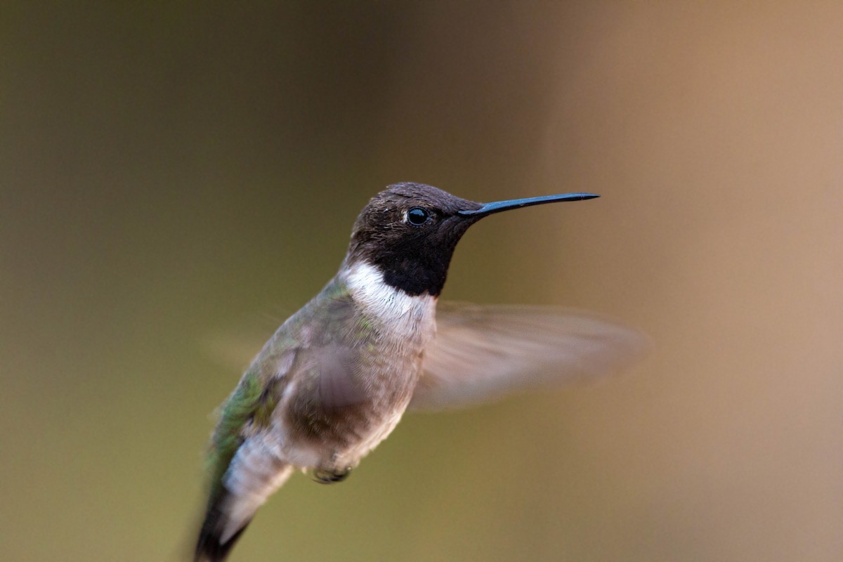 Black-chinned Hummingbird - William Clark