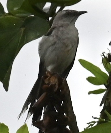 Tropical Mockingbird - Nancy Blaze