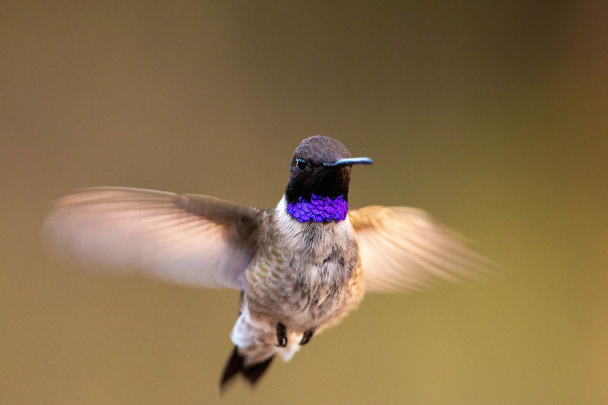 Black-chinned Hummingbird - William Clark