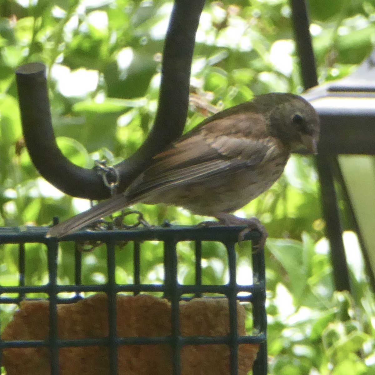 Dark-eyed Junco (Oregon) - Anonymous