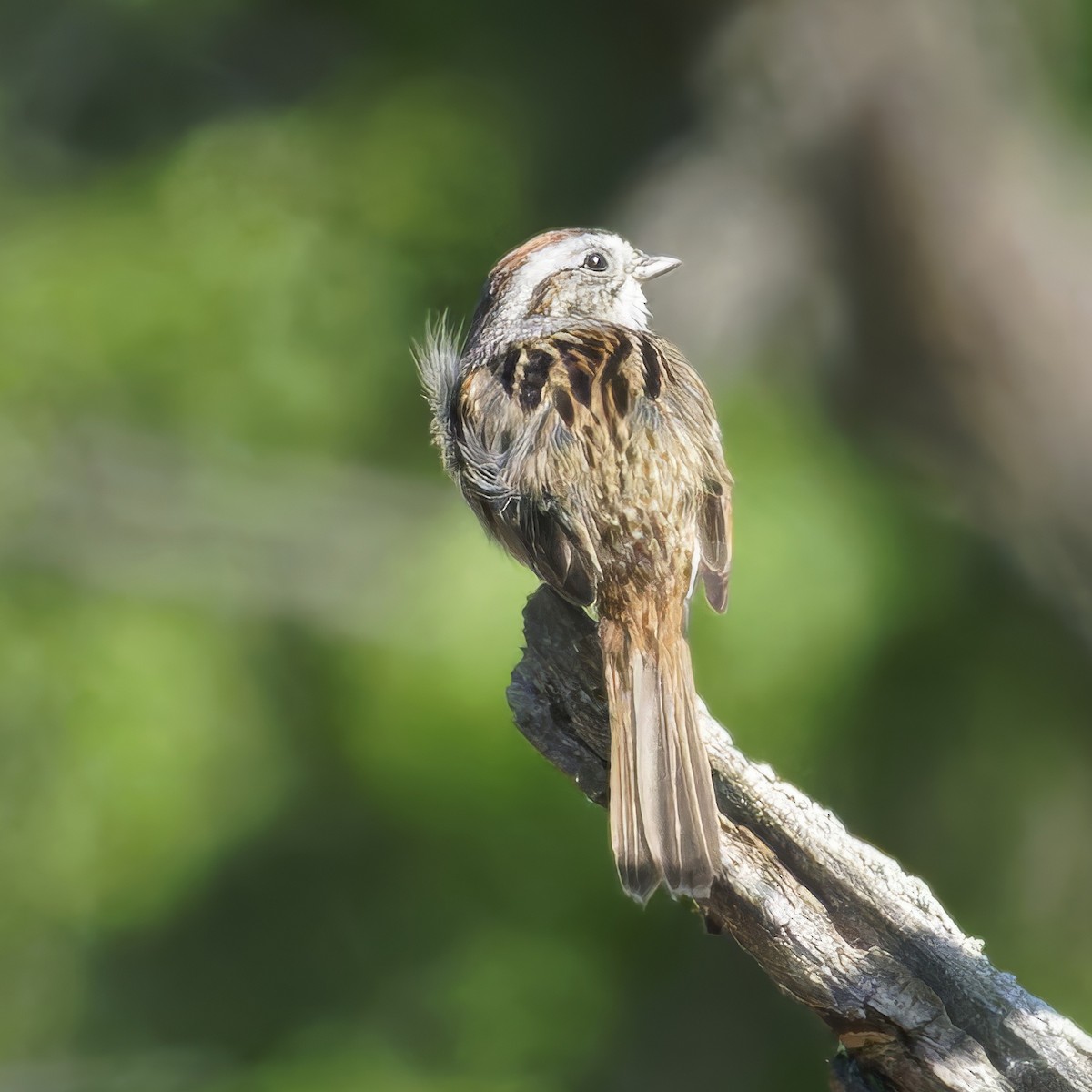 Swamp Sparrow - Thomas Burns