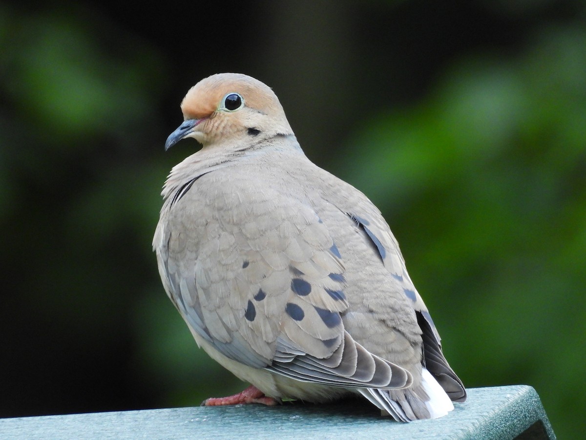 Mourning Dove - Jeff Fengler