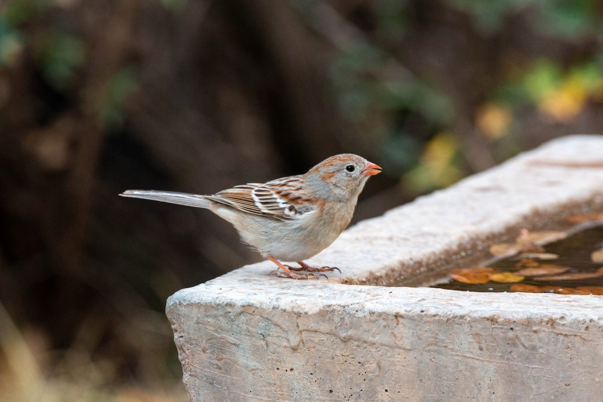 Field Sparrow - William Clark