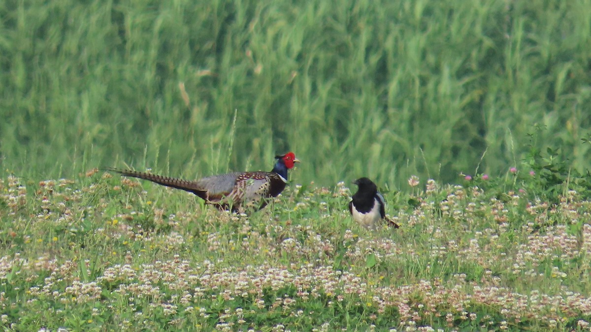 Ring-necked Pheasant - Mu-Ming Lin