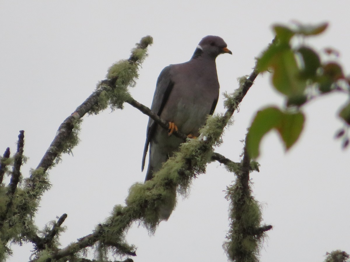 Band-tailed Pigeon - Jeremie Caldwell
