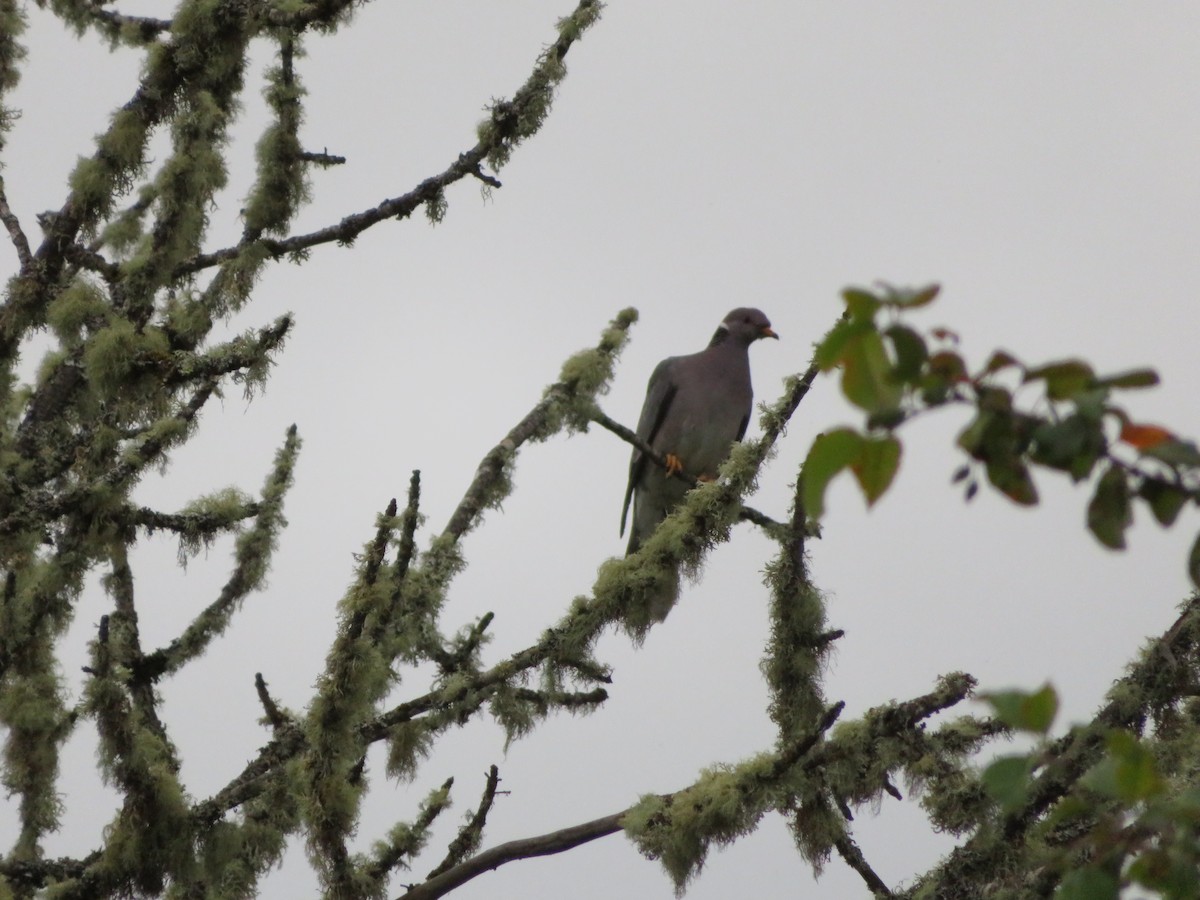 Band-tailed Pigeon - Jeremie Caldwell