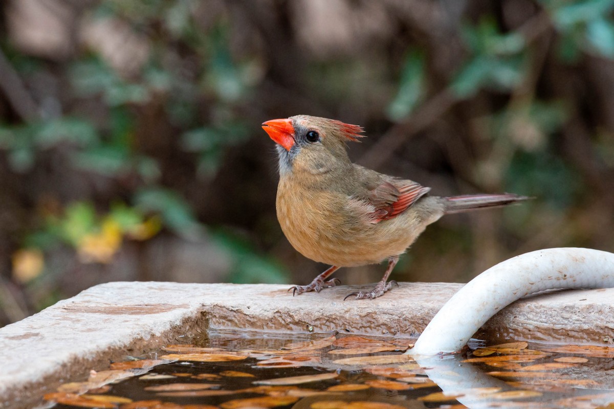 Northern Cardinal - William Clark