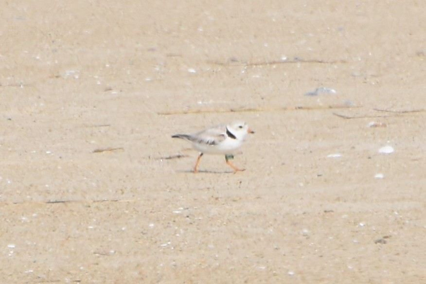 Piping Plover - stephen johnson  🦜