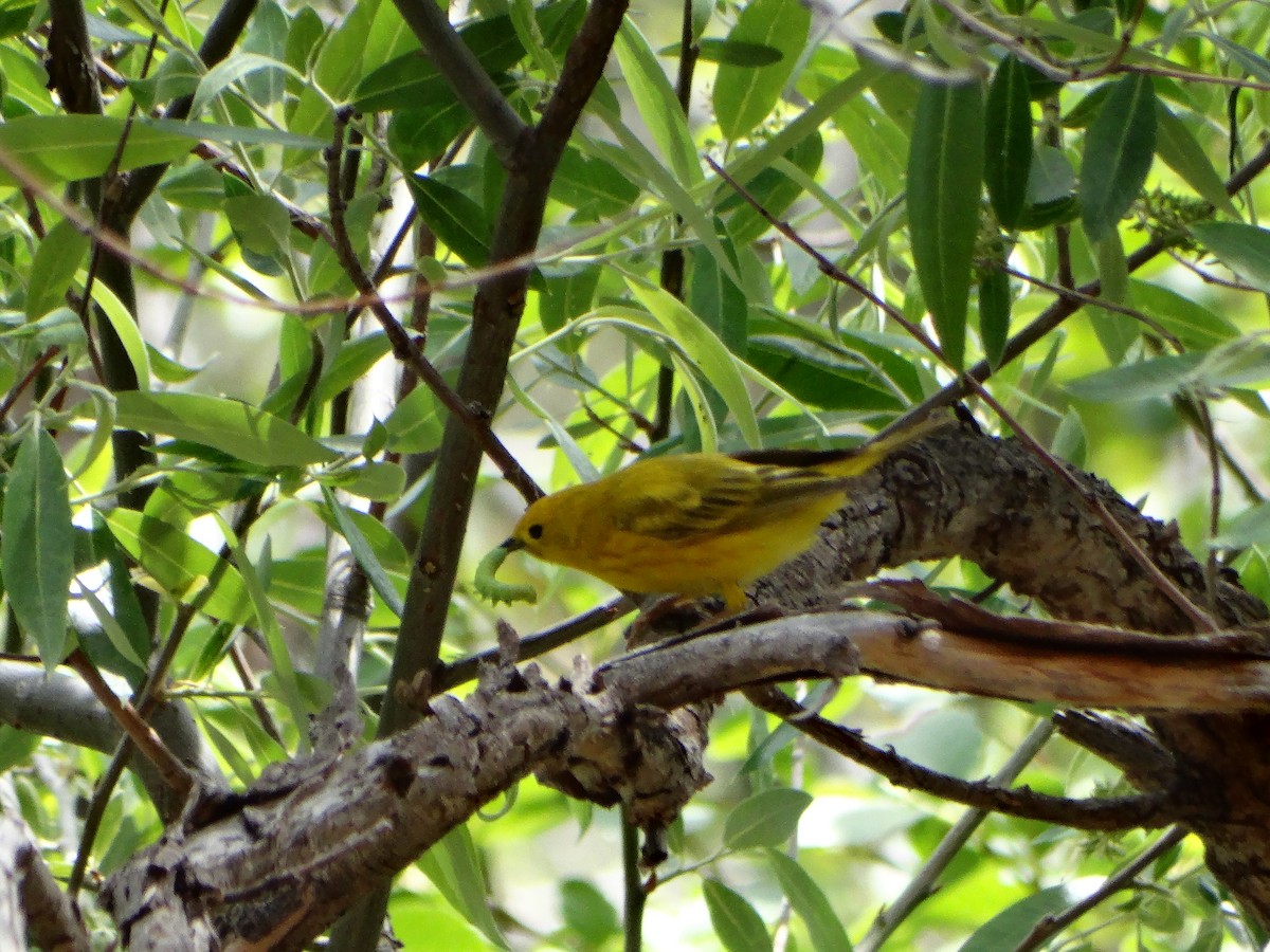 Yellow Warbler - Ciara Kelly