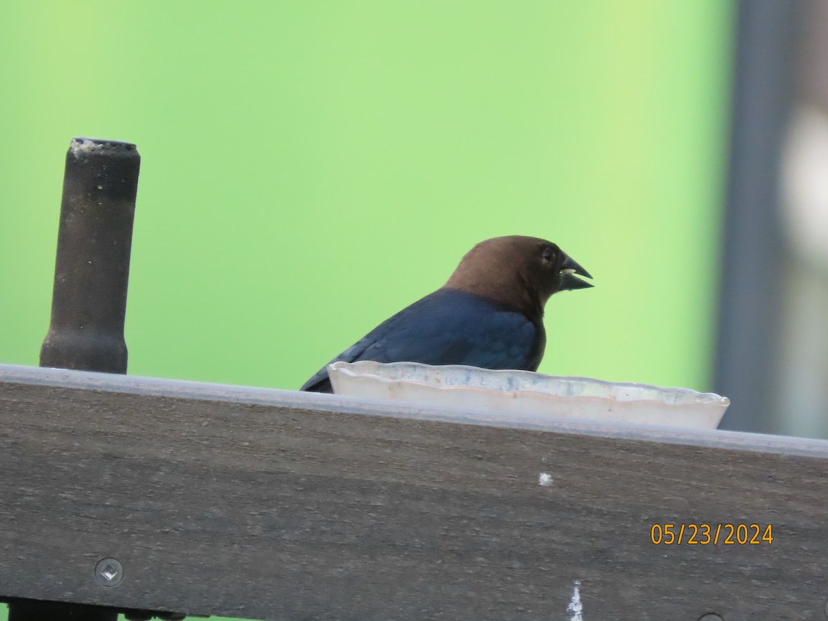 Brown-headed Cowbird - Susan Leake