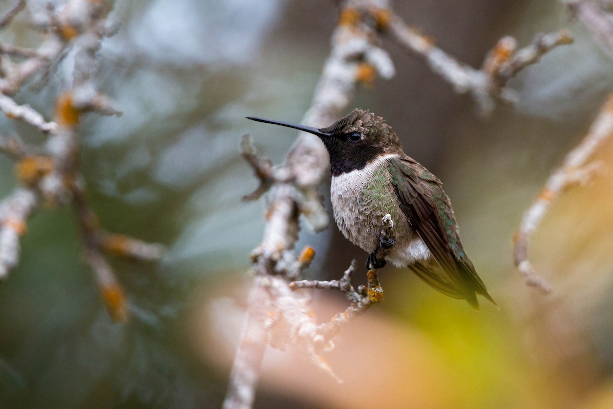 Black-chinned Hummingbird - William Clark