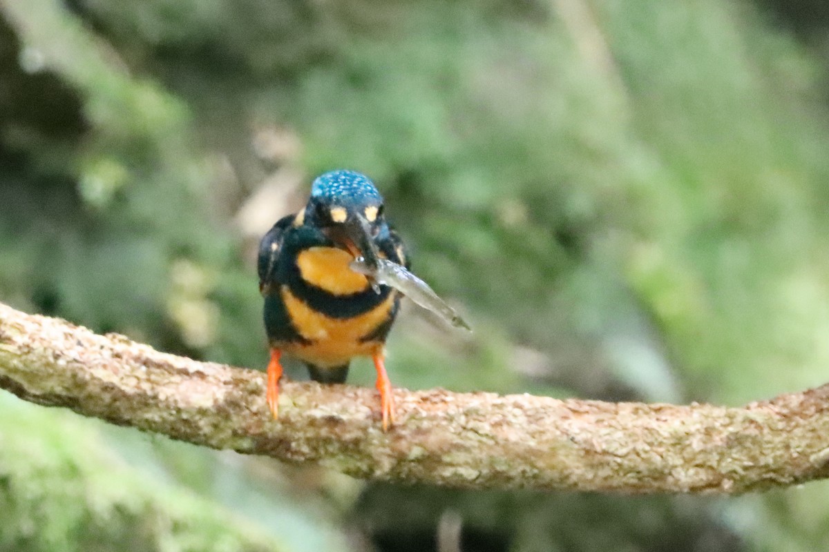 Martin-pêcheur à poitrine bleue (nigrirostris) - ML619508696