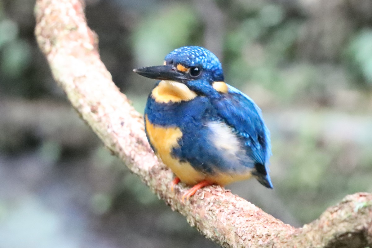 Indigo-banded Kingfisher (Southern) - David Morrison