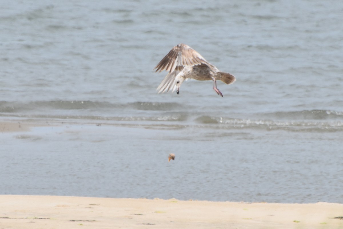 Herring Gull - ML619508699