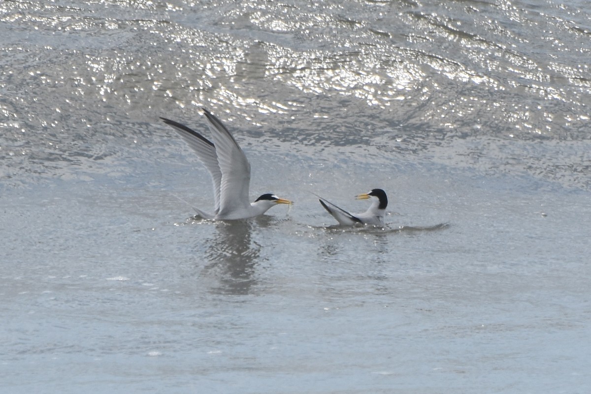 Least Tern - stephen johnson  🦜