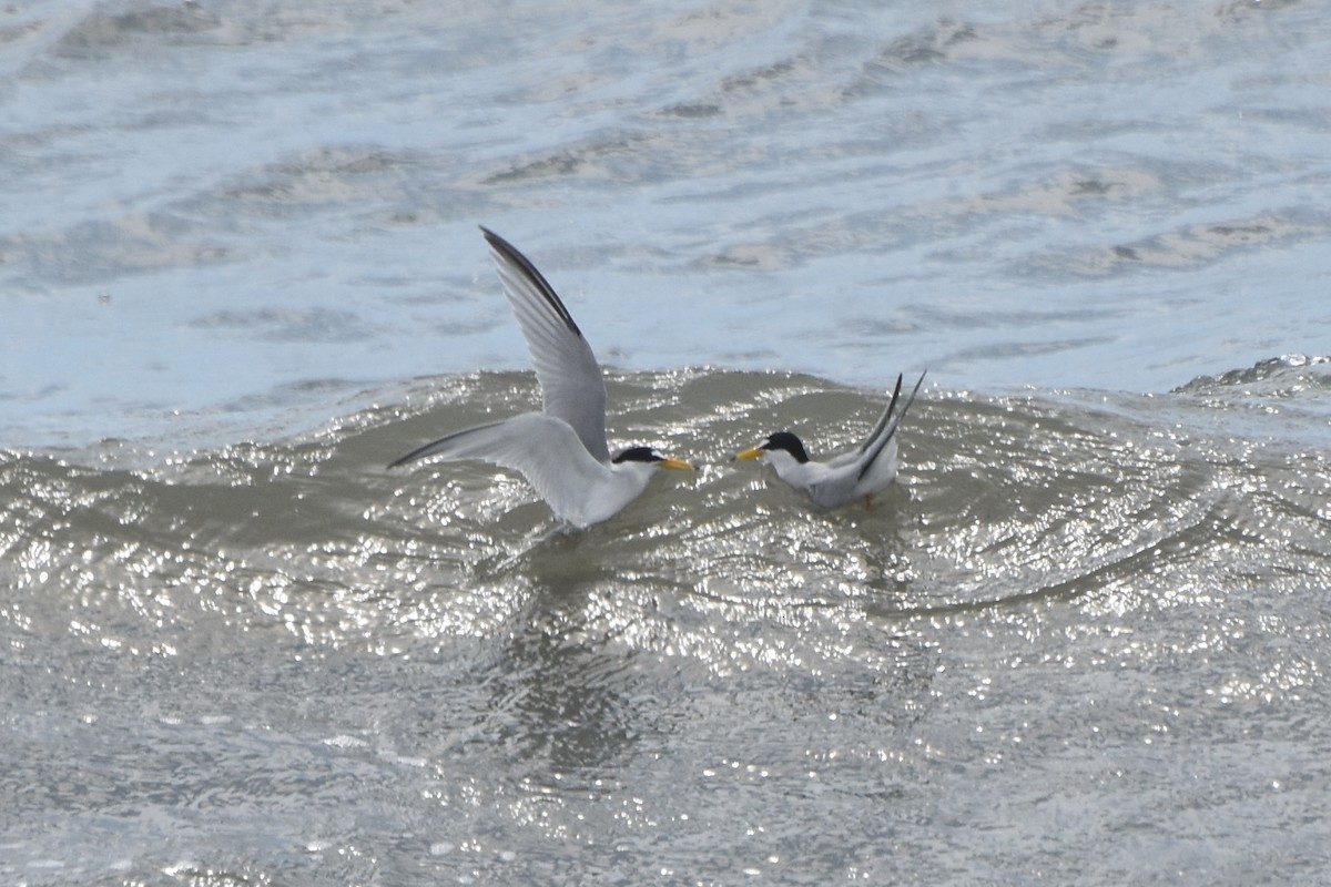 Least Tern - stephen johnson  🦜