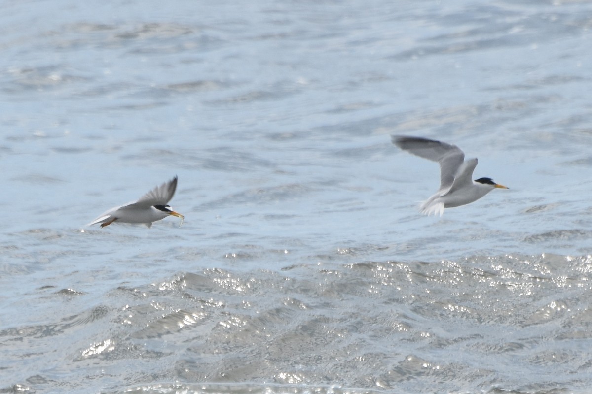 Least Tern - stephen johnson  🦜