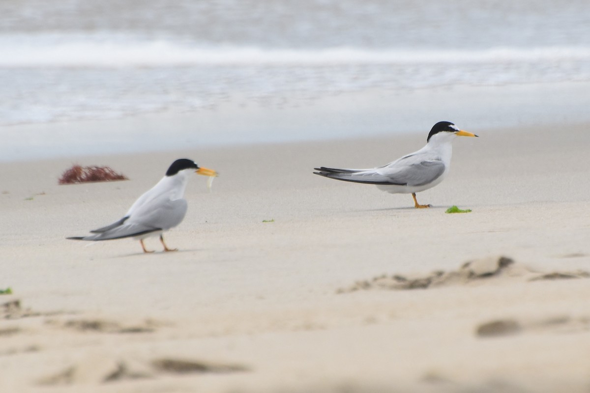 Least Tern - stephen johnson  🦜