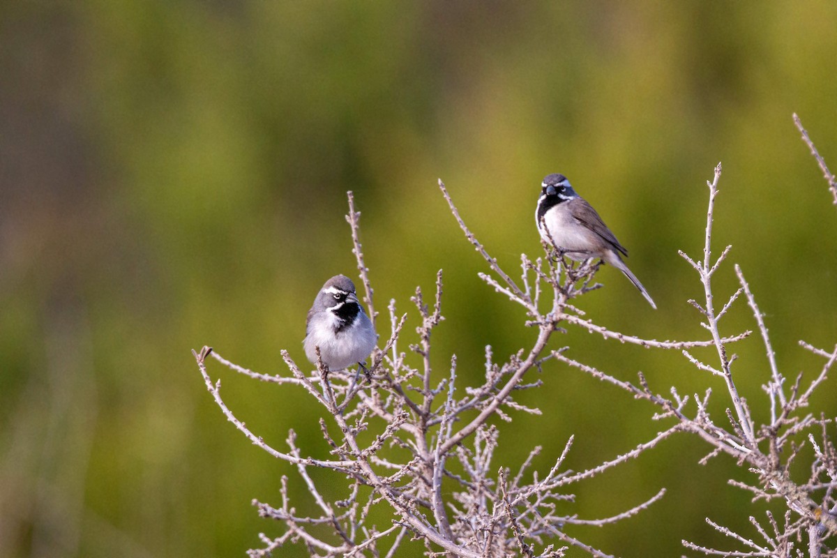 Black-throated Sparrow - William Clark