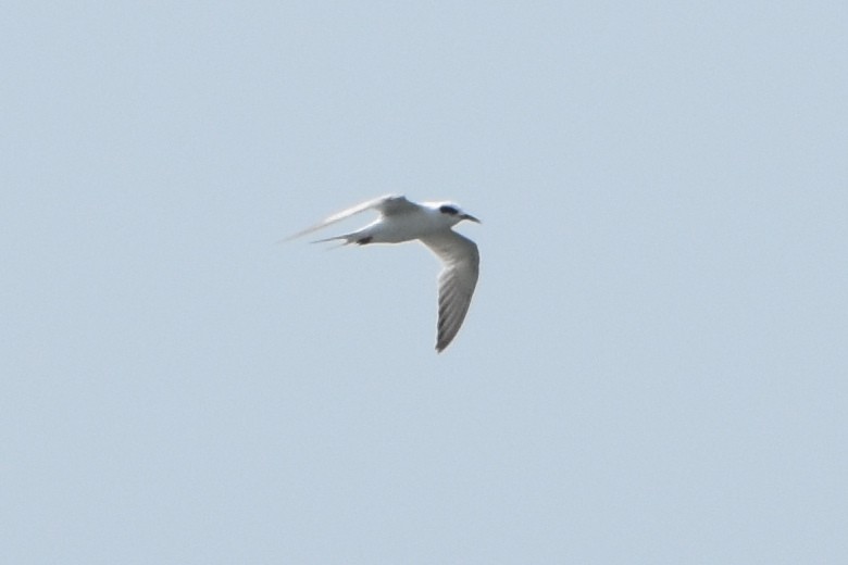 Forster's Tern - stephen johnson  🦜