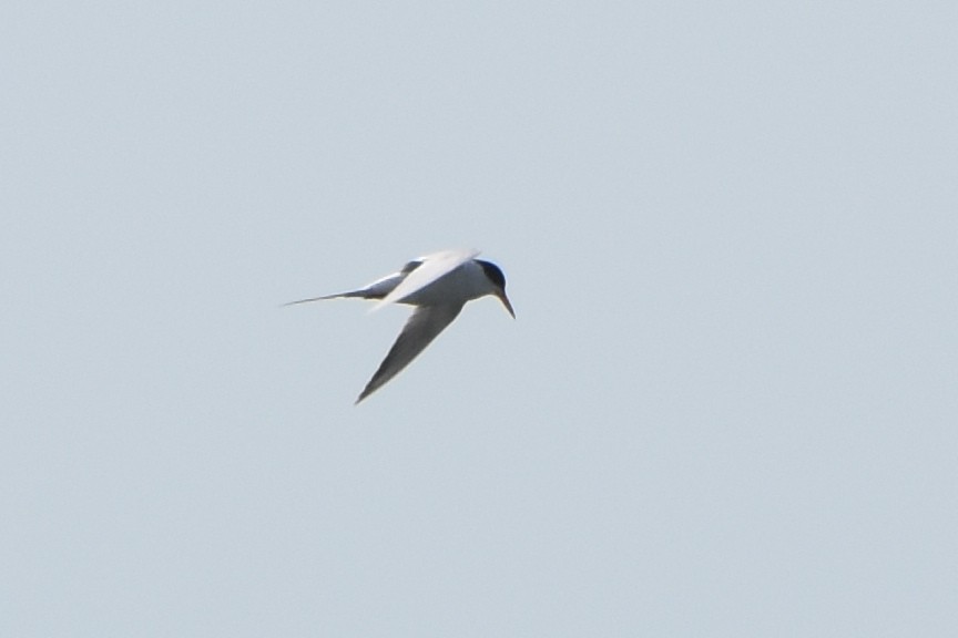 Common Tern - stephen johnson  🦜