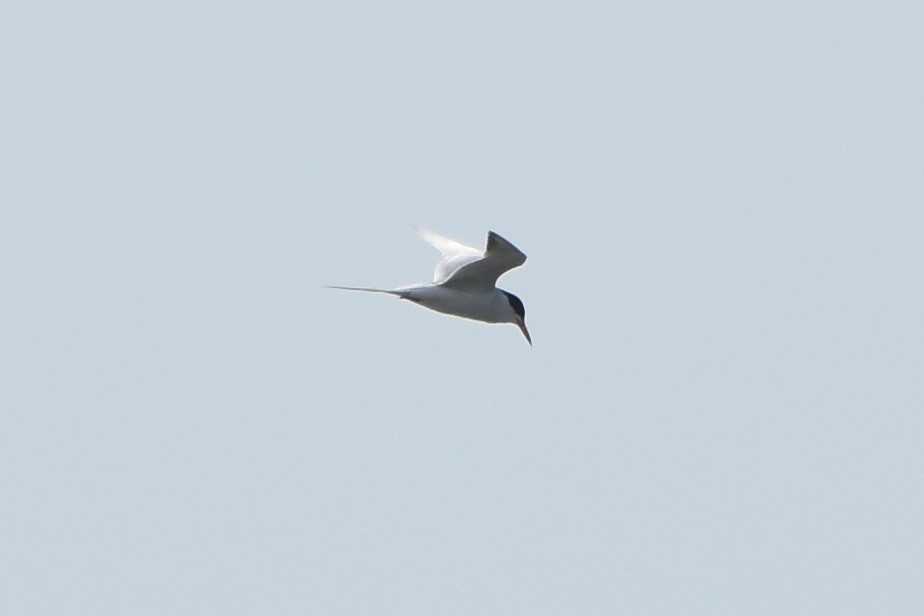 Common Tern - stephen johnson  🦜