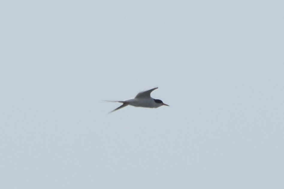 Common Tern - stephen johnson  🦜